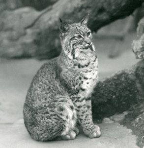 Un lince rojo o gato montés en el Zoológico de Londres, marzo de 1927