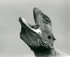 Un Dragón Barbudo mirando hacia arriba y boquiabierto, Zoológico de Londres, agosto de 1928