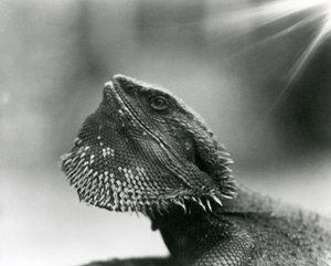 Un lagarto barbudo mirando hacia arriba en el Zoológico de Londres en 1930