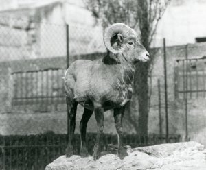 Un carnero de borrego cimarrón de pie sobre una roca mirando su recinto al pie de las Terrazas Mappin, Zoológico de Londres. 1931 (foto en blanco y negro)