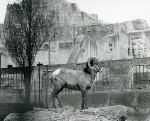 Un Carnero de Oveja de Cuerno Grande de pie sobre una roca mirando su recinto al pie de las Terrazas Mappin, Zoológico de Londres. 1931