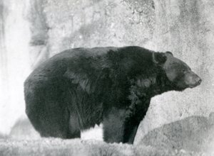 Un oso negro de pie en su recinto, en las terrazas Mappin, en el zoológico de Londres en 1924 de Frederick William Bond