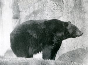 Un oso negro de pie en su recinto, en las Terrazas Mappin, en el Zoológico de Londres en 1924 de Frederick William Bond