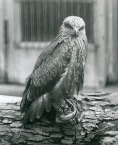 Un Milano Negro descansando en un tronco, Zoológico de Londres, agosto de 1926
