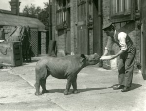 Un rinoceronte negro bebé siendo alimentado con biberón por su cuidador, Zoológico de Londres, septiembre de 1928 de Frederick William Bond