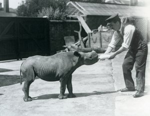 Un rinoceronte negro bebé siendo alimentado con biberón por su cuidador, Zoológico de Londres, septiembre de 1928 de Frederick William Bond