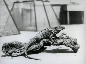 Un iguana de cola espinosa negra descansando en un tronco en el Zoológico de Londres en agosto de 1928 de Frederick William Bond