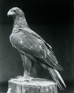 Un águila calzada de pie sobre un tocón de árbol en el Zoológico de Londres en junio de 1926