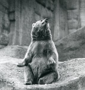 Un oso pardo sentado en un saliente rocoso en el Zoológico de Londres en septiembre de 1927