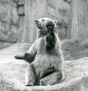 Un oso pardo sentado en una repisa rocosa, saludando con una de sus patas delanteras, Zoológico de Londres, septiembre de 1927