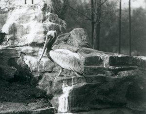 Un pelícano pardo de pie sobre rocas en el Zoológico de Londres en junio de 1927 de Frederick William Bond
