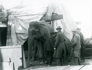 Un elefante birmano parcialmente protegido bajo una lona en la cubierta, con un entrenador y cuatro hombres más, viajando al Zoológico de Londres en 1927 de Frederick William Bond