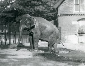 Un elefante birmano saliendo de una piscina en su recinto, Zoológico de Londres de Frederick William Bond