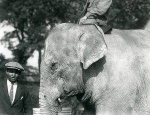 Elefante birmano con su entrenador y otro hombre, Zoológico de Londres, septiembre de 1926 de Frederick William Bond