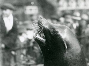 Un León Marino de California en el Zoológico de Londres, Octubre de 1924 de Frederick William Bond