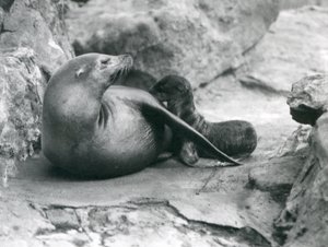 Una leona marina de California amamantando a su cría de una hora de edad, Zoológico de Londres, julio de 1925