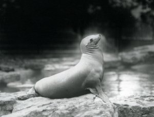 Una leona de California sentada en una roca junto a su piscina, Zoológico de Londres, septiembre de 1925 de Frederick William Bond
