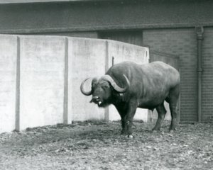 Un toro de búfalo del Cabo/Africano de pie sobre tierra desnuda, junto a la pared de concreto de su recinto en el Zoológico de Londres en 1928 de Frederick William Bond