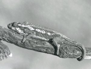 Un camaleón enano del Cabo aferrado a una rama, Zoológico de Londres, 1927