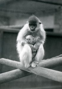 Un langur con gorra sosteniendo a su bebé mientras está sentado en una viga. Zoológico de Londres, 6 de octubre de 1913