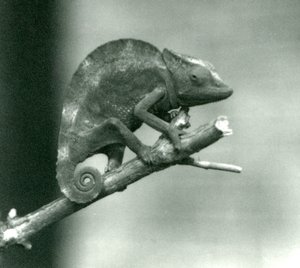 Un camaleón aferrado al extremo de una rama, Zoológico de Londres, 1927