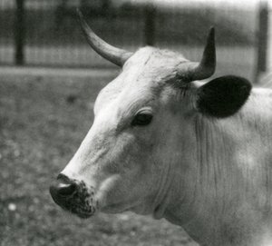Una vaca Chartley en el Zoológico de Londres, julio de 1924 de Frederick William Bond