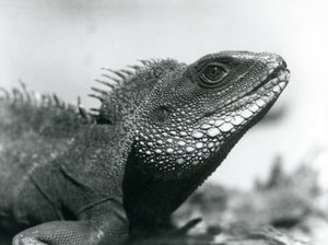 Un Dragón de Agua Chino/Asiático/Tailandés en el Zoológico de Londres en agosto de 1928 de Frederick William Bond