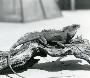 Un dragón de agua chino/asiático/tailandés descansando en un tronco en el Zoológico de Londres en 1928 (foto en b/n) de Frederick William Bond