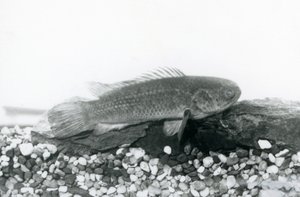 Un pez trepador descansando en rocas y grava en el fondo de su tanque, en agua en el Zoológico de Londres en septiembre de 1928 de Frederick William Bond
