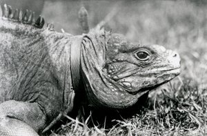 Una Iguana Roca Nublada Methuselah, con un collar, caminando en un césped en el Zoológico de Londres, julio de 1924 de Frederick William Bond