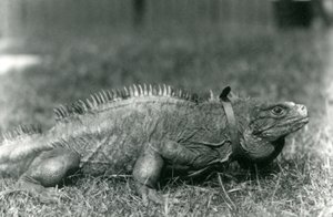 Iguana de roca nublada con collar caminando en el césped del Zoológico de Londres, julio de 1924 de Frederick William Bond