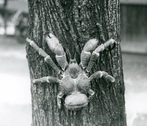 Un cangrejo cocotero, o cangrejo ladrón, trepando un árbol, zoológico de Londres, julio de 1927