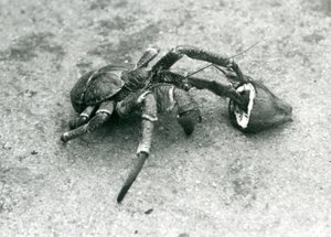 Un cangrejo cocotero, o cangrejo ladrón, alimentándose de coco, zoológico de Londres, julio de 1927 de Frederick William Bond