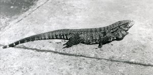 Un Tegu Común Dorado Negro Colombiano o Lagarto Tigre en el Zoológico de Londres en agosto de 1926 de Frederick William Bond