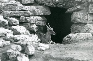 Un Eland Común descansando en la entrada de su refugio entre las rocas en el Paddock de Eland/Antílope, Zoológico de Londres en 1929 de Frederick William Bond