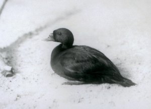 Un pato negro común en el Zoológico de Londres en 1925 de Frederick William Bond