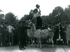 Una vaquera se para a horcajadas sobre dos llamas durante una visita al zoológico de Londres en 1924 de Frederick William Bond