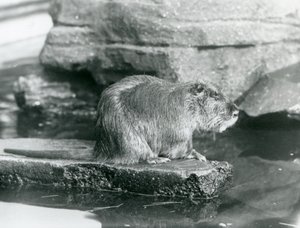 Un coipo sentado en un saliente rocoso en una piscina en su recinto en el Zoológico de Londres, febrero de 1928 de Frederick William Bond