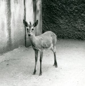 Un Duiker de Bush de África Occidental Coronado en el Zoológico de Londres en agosto de 1927 de Frederick William Bond