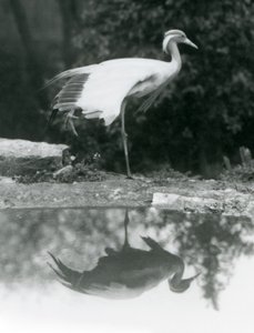 Una Grulla Damisela de pie, sobre una pata, con su reflejo en el estanque abajo, Zoológico de Londres