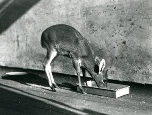 Un duiker alimentándose de una bandeja en el suelo, Zoológico de Londres, julio de 1925 de Frederick William Bond