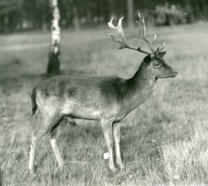 Un ciervo dama en el Zoológico de Londres en octubre de 1924 de Frederick William Bond