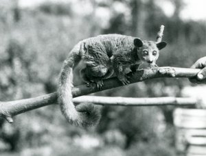 Un galago caminando por una rama sostenida por un cuidador, Zoológico de Londres de Frederick William Bond