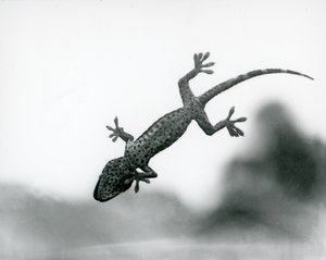 Un Gecko visto desde abajo mientras trepa por un vidrio, mostrando sus almohadillas especializadas, Zoológico de Londres, agosto de 1928 (foto en blanco y negro) de Frederick William Bond