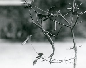 Un insecto palo gigante camuflado en una rama en el Zoológico de Londres en 1923 de Frederick William Bond