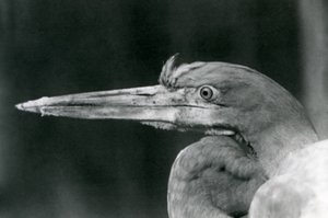 Un Héron Goliath en el Zoológico de Londres en 1924 de Frederick William Bond