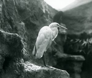 Una garza real común o garza blanca grande de pie sobre una roca en el Zoológico de Londres en septiembre de 1927 de Frederick William Bond