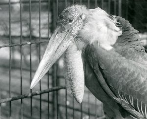 Un cigüeña adjutante mayor en el Zoológico de Londres en julio de 1925