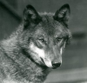 Un lobo gris en el Zoológico de Londres, 1925 de Frederick William Bond