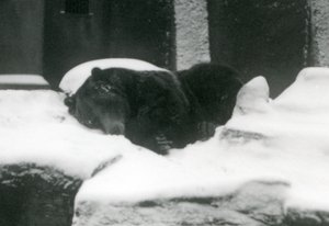 Un oso grizzly durmiendo en la nieve, Zoológico de Londres, 1924 de Frederick William Bond